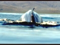 whaleback