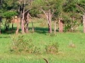 Agouti_on_the_prowl