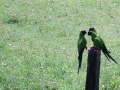 Black_head_parrot_confab