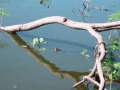 Caiman_Under_branch