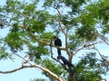 Hyacinth_Macaws