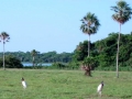 JabuStorks_6_ft_tall