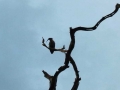 Plumbeous_Ibis