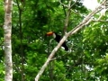 Toucan_in_the_tree