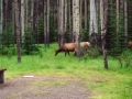 10elk_visitors