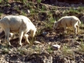 11mtn_goats
