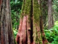 14snowwillfalloncedar