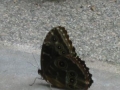 commonmorpho