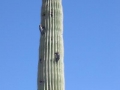 gilawoodpeckers