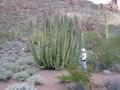 organpipecactus
