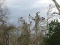 vultures